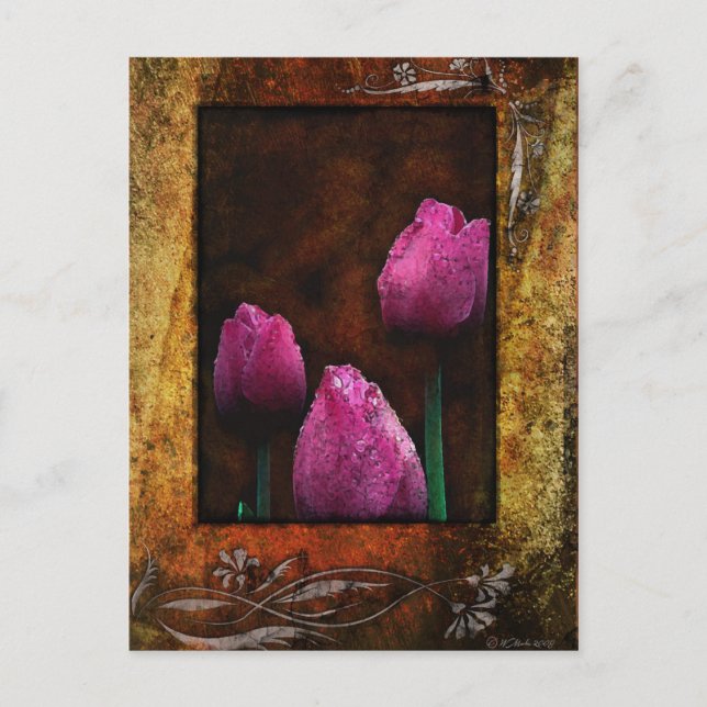 Carte Postale Tulipes roses encadrées (Devant)