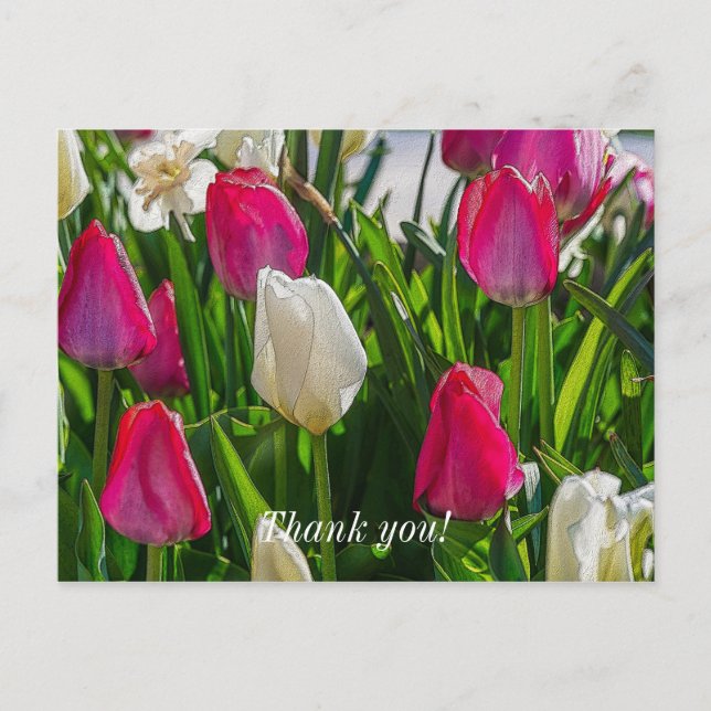 Carte Postale Tulipes roses et blanches Merci peintre (Devant)