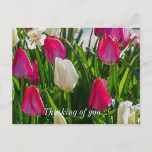 Carte Postale Tulipes Roses Et Blancs Pensant À Vous