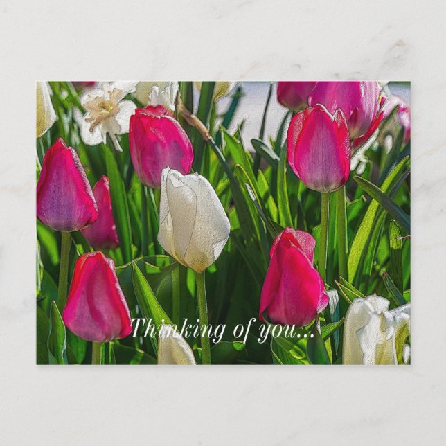 Carte Postale Tulipes Roses Et Blancs Pensant À Vous (Devant)