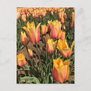 Carte Postale Tulipes roses et jaunes