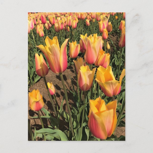 Carte Postale Tulipes roses et jaunes (Devant)
