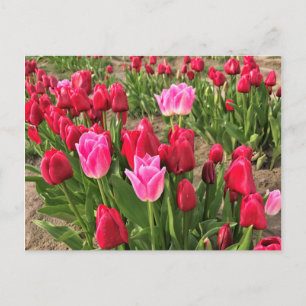 Carte Postale Tulipes roses et rouges