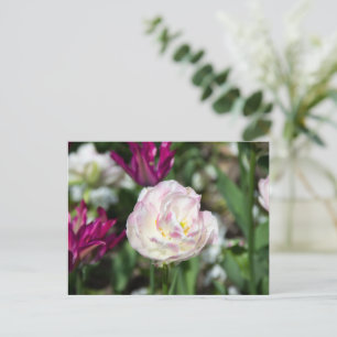Carte Postale Tulipes roses vives par une journée ensoleillée  