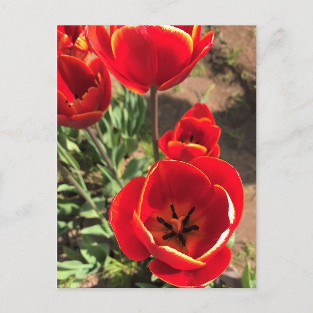 Carte Postale Tulipes rouges à l'intérieur (Devant)