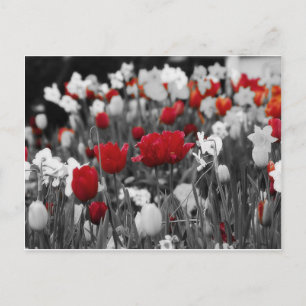 Carte Postale Tulipes rouges contre noir et blanc