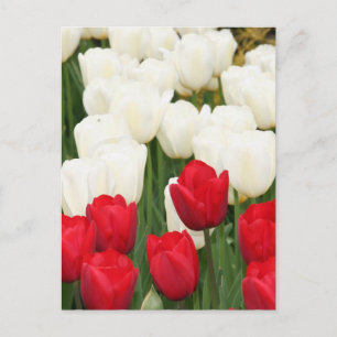 Carte postale Tulipes rouges et blanches