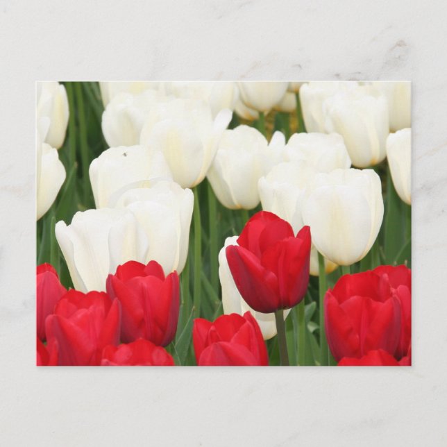 Carte postale Tulipes rouges et blanches (Devant)