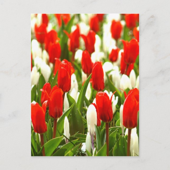 Carte Postale Tulipes rouges et blanches (Devant)