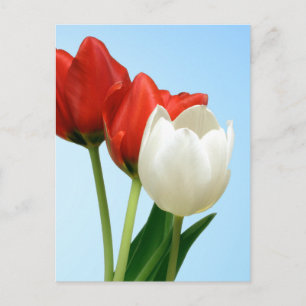 Carte Postale Tulipes rouges et blanches