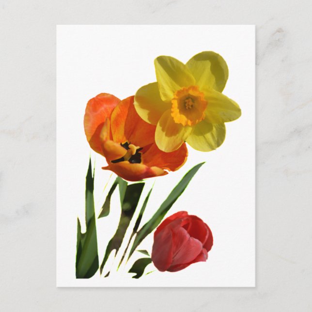 Carte Postale Tulipes rouges et fleurs de jonquilles jaunes (Devant)