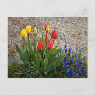 Carte Postale Tulipes Rouges Et Jaunes