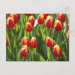 Carte Postale tulipes rouges et jaunes