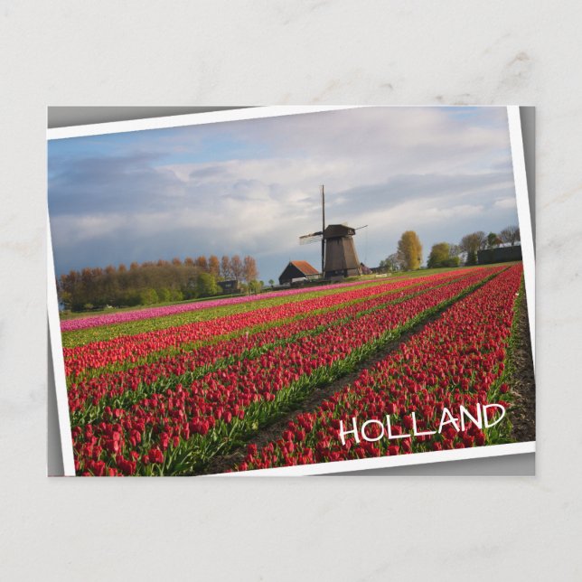 Carte Postale Tulipes rouges et moulin à vent (Devant)