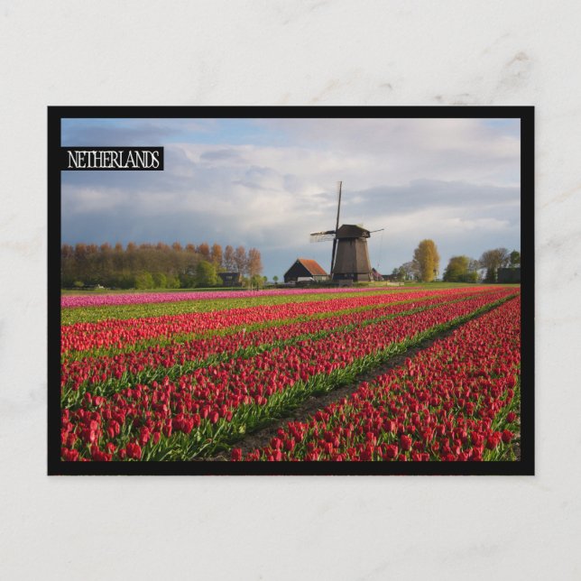 Carte Postale Tulipes rouges et moulin à vent (Devant)