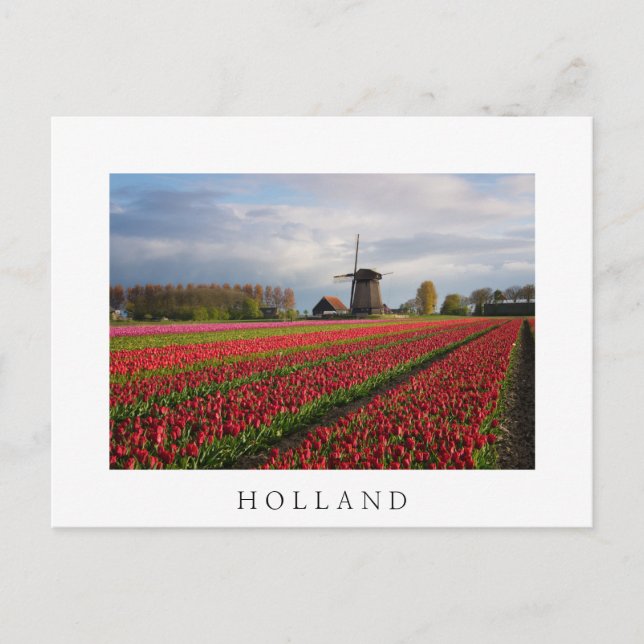 Carte Postale Tulipes rouges et moulin à vent (Devant)