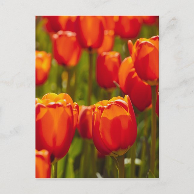 Carte Postale Tulipes rouges impression photographique. (Devant)