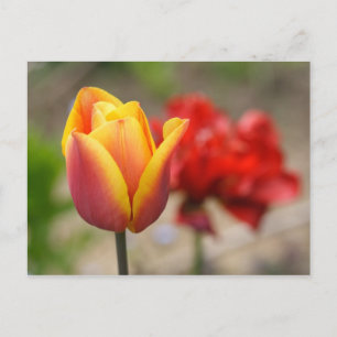Carte Postale Tulipes rouges-orange