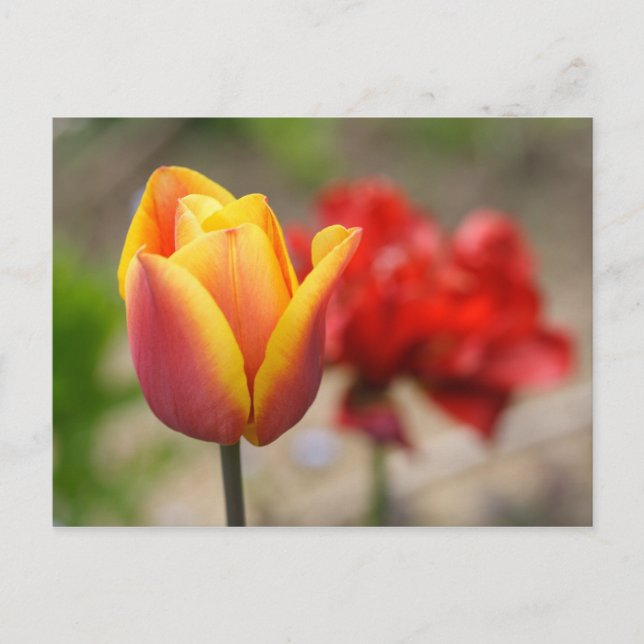 Carte Postale Tulipes rouges-orange (Devant)