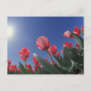 Carte Postale Tulipes rouges sous un angle très bas, Cincinnati,