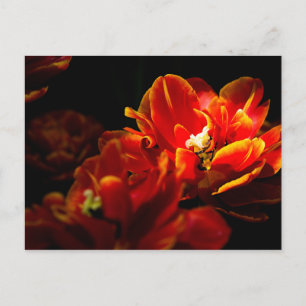 Carte Postale Tulipes rouges sur fond sombre