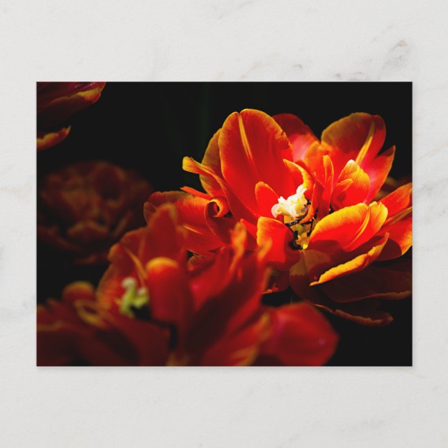 Carte Postale Tulipes rouges sur fond sombre (Devant)