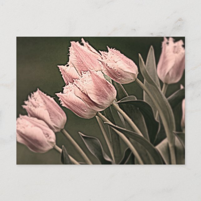 Carte Postale Tulipes stylisées (Devant)