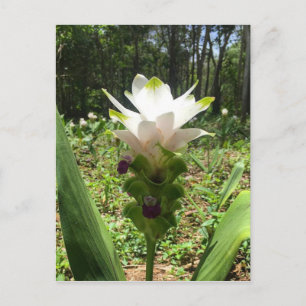 Carte Postale Tulipes thaïlandaises, Fleurs de Thaïlande