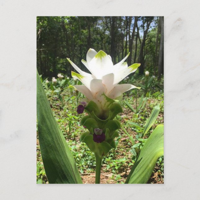 Carte Postale Tulipes thaïlandaises, Fleurs de Thaïlande (Devant)