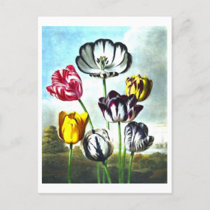Carte postale Tulipes vintages