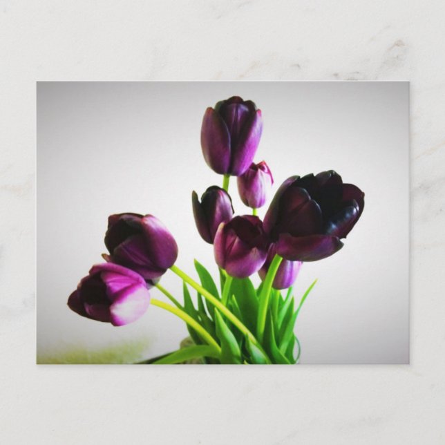 Carte Postale Tulipes Violet Foncé (Devant)