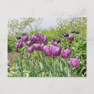 CARTE POSTALE TULIPES VIOLETTES