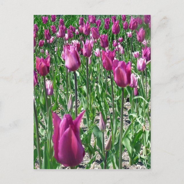 Carte Postale Tulipes violettes du Regal (Devant)