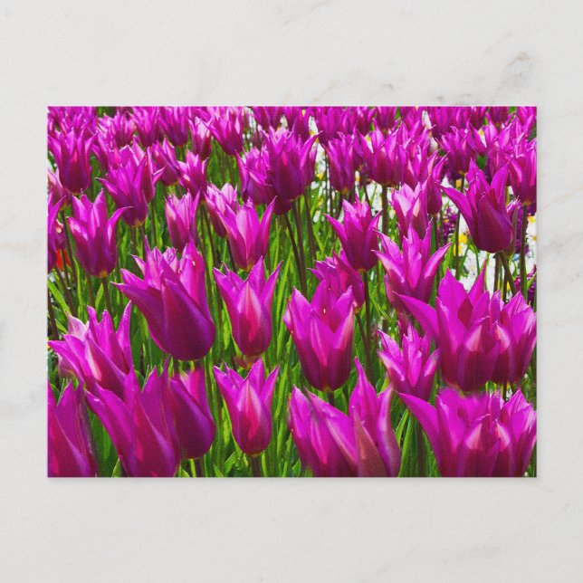 Carte Postale Tulipes violettes en Keukenhof, Holland Wall Postc (Devant)