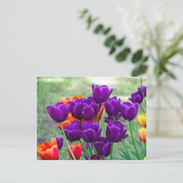 Carte Postale Tulipes violettes foncées  (Debout devant)