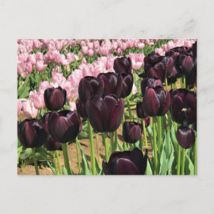 Carte Postale Tulipes violettes foncées et roses