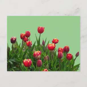 Carte Postale Tulipes violettes rose jaune Pust.BG do-it-yoursel