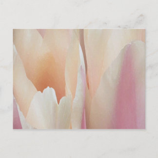 Carte postale Tulips
