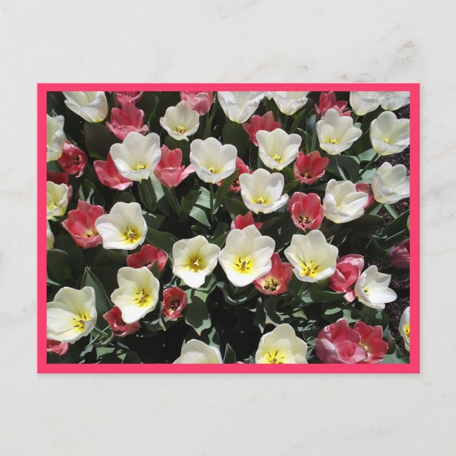 Carte postale Tulips (Devant)