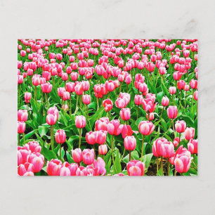 Carte Postale Tulips