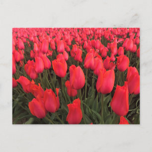 Carte Postale Tulips Coral Pink