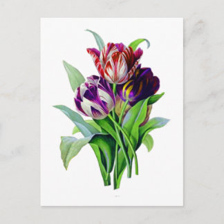 Carte Postale Tulips de Pierre Joseph Redoute