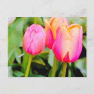 CARTE POSTALE TULIPS DE PRINTEMPS