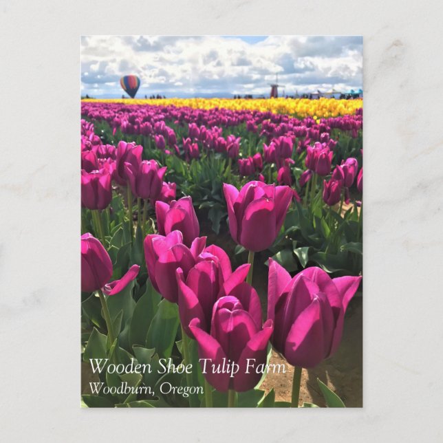 Carte Postale Tulips de Purple (Devant)