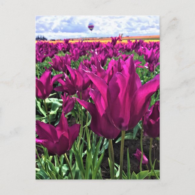 Carte Postale Tulips de Purple (Devant)