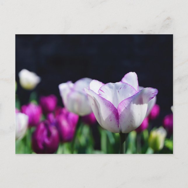 Carte postale Tulips Delft (Devant)