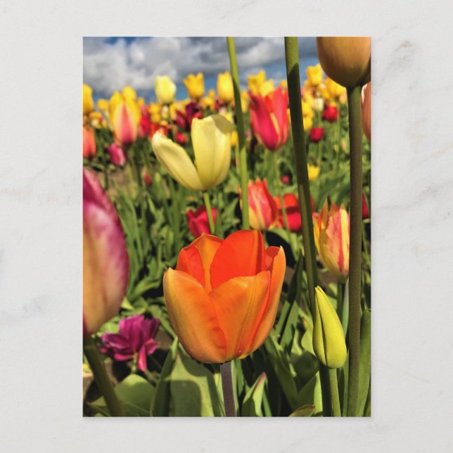 Carte Postale Tulips du Colorful (Devant)