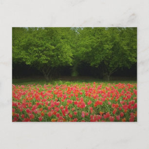 Carte Postale Tulips et Trees