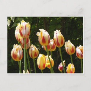 CARTE POSTALE TULIPS MULTICOLORÉS