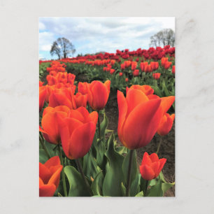 Carte Postale Tulips orange à Field, Oregon